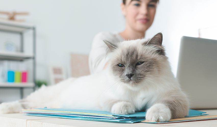 Cat sitting on desk with new veterinary practice manager.