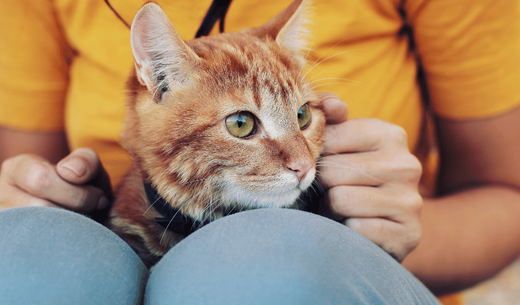 Woman with cat on her lap.