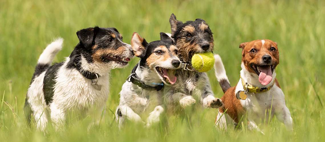 Group of dogs running through an open field.