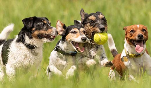 Group of dogs running through an open field.