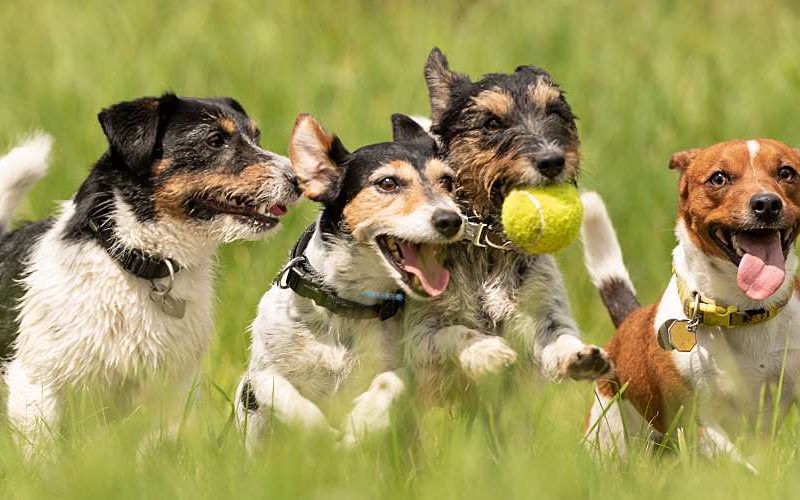 Group of dogs running through an open field.