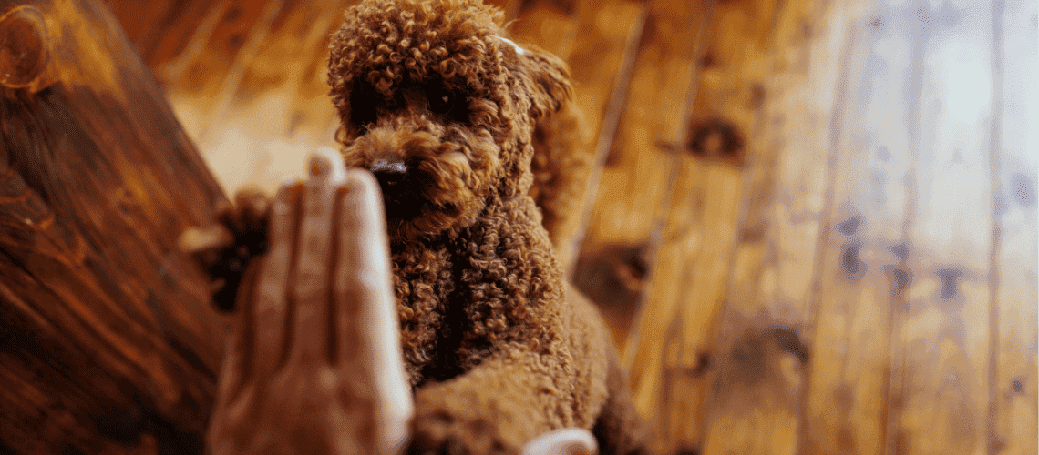 Dog giving owner a high five.