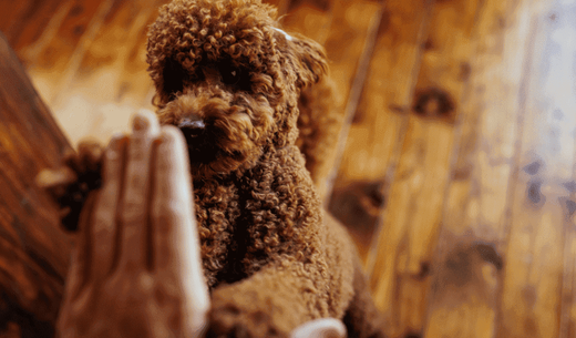 Dog giving owner a high five.