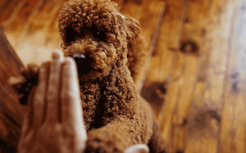 Dog giving owner a high five.