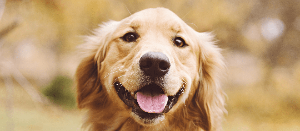 A smiling golden retriever in a field.