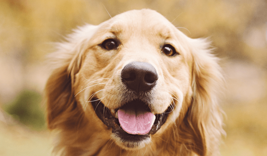 A smiling golden retriever in a field.