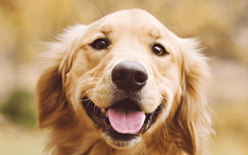 A smiling golden retriever in a field.