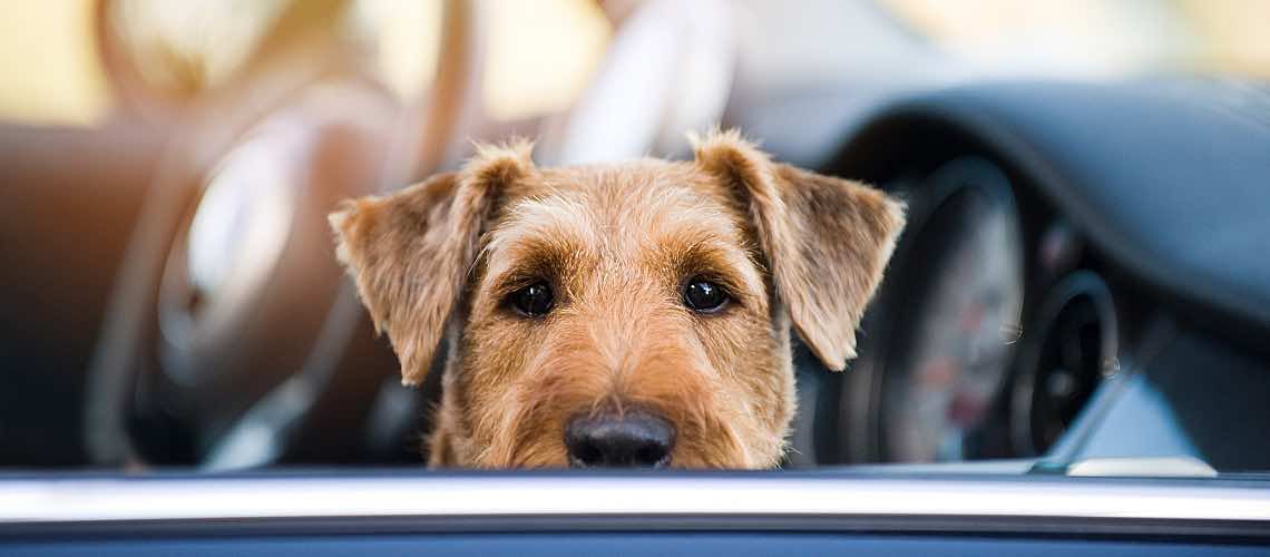 Cute dog in car window.