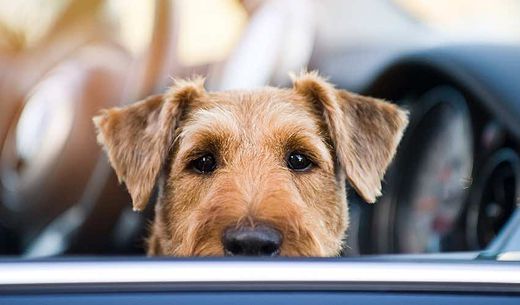 Cute dog in car window.