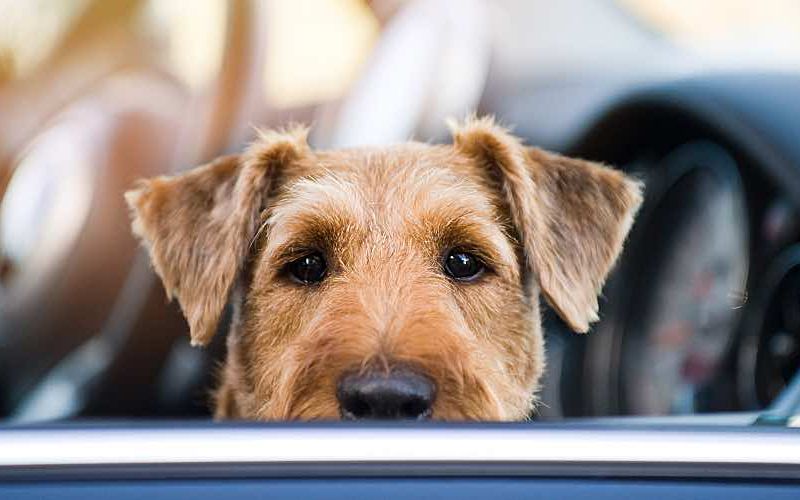 Cute dog in car window.