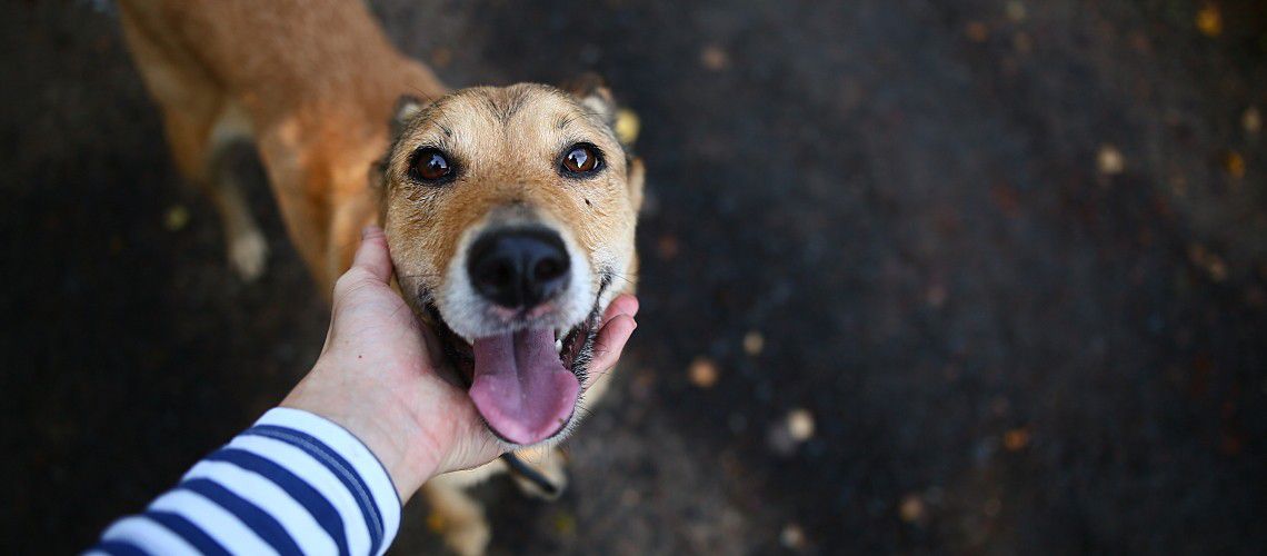 Smiling dog looking up at owner.