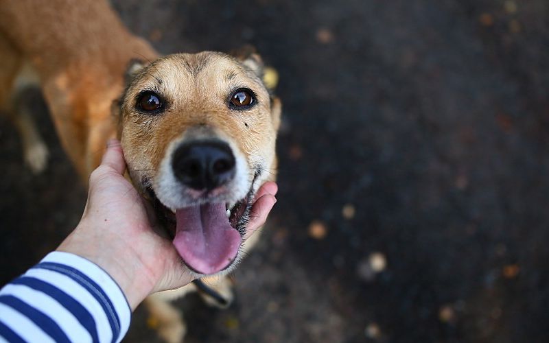 Smiling dog looking up at owner.