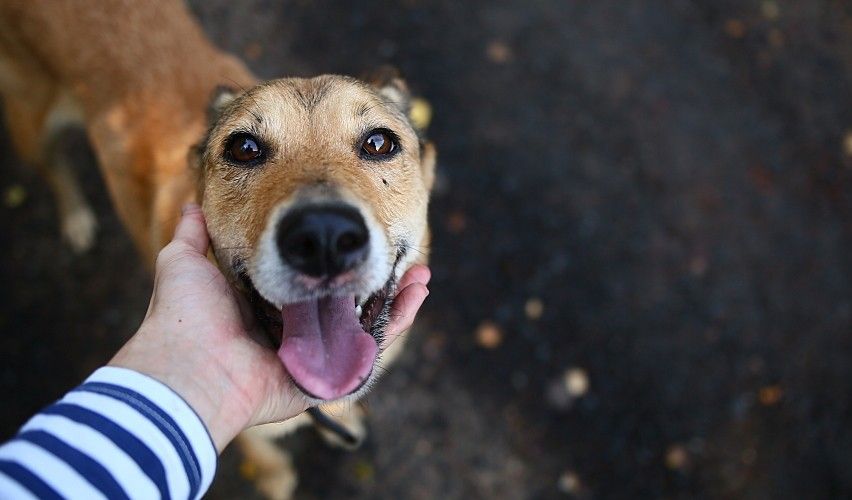 Smiling dog looking up at owner.