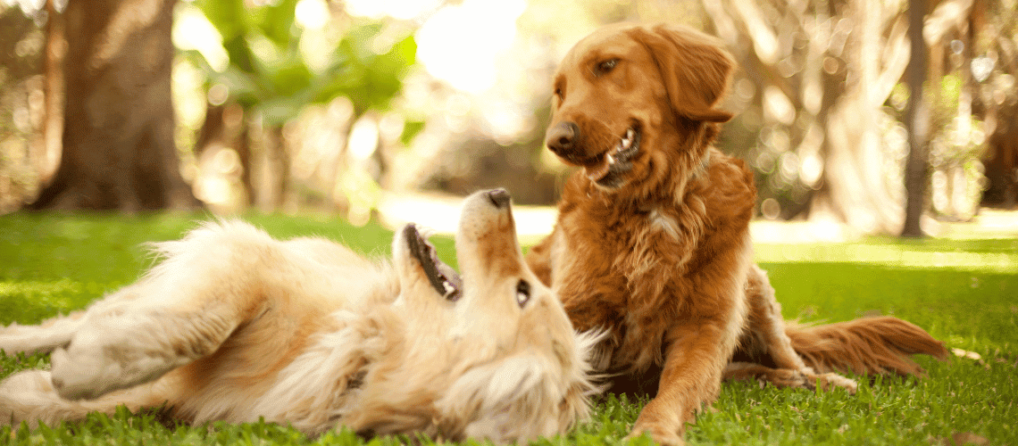 Two Golden Retrievers sitting together.