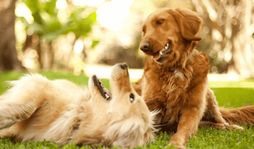 Two Golden Retrievers sitting together.
