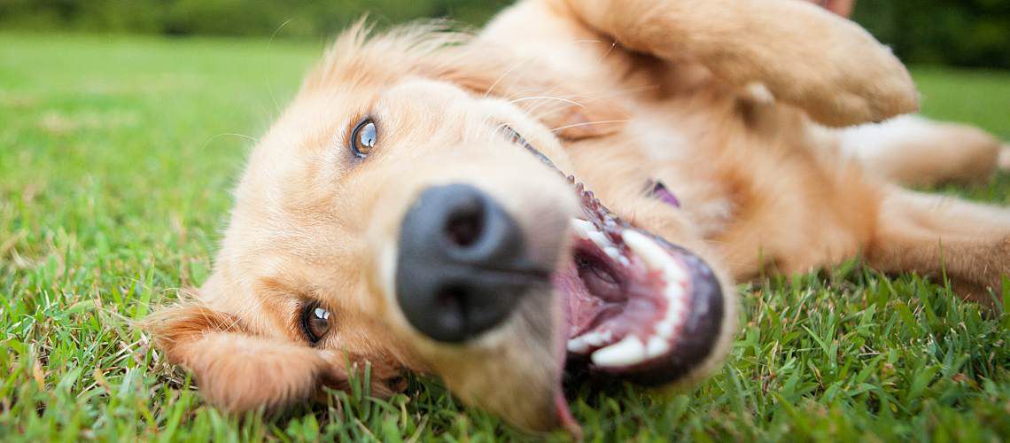 Golden retriever rolling around on the grass.