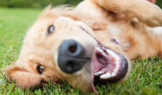 Golden retriever rolling around on the grass.