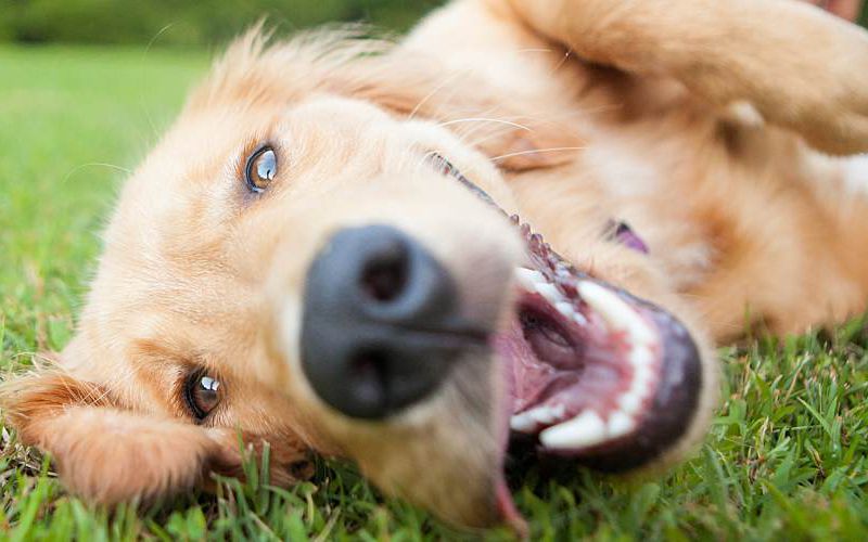 Golden retriever rolling around on the grass.