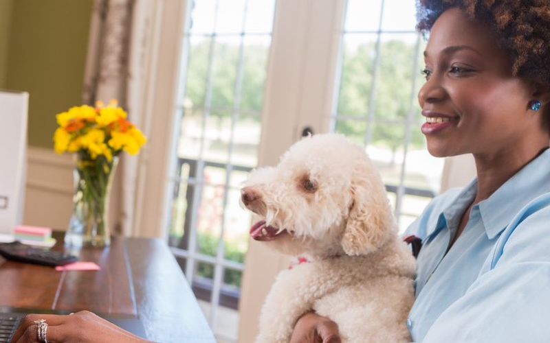 African American woman working on her laptop with a dog on her lap.