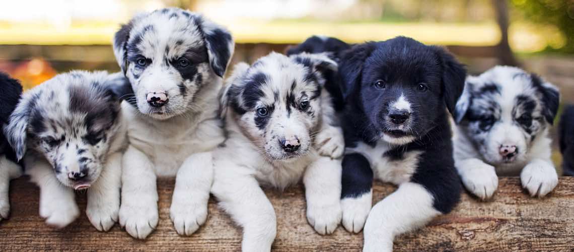 Group of Border Collie puppies
