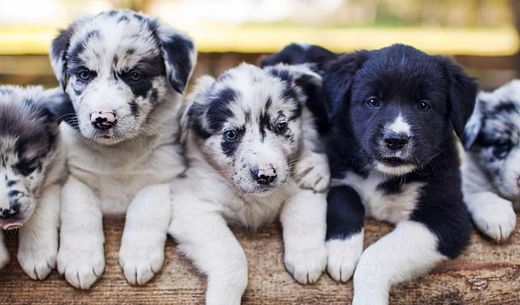 Group of Border Collie puppies