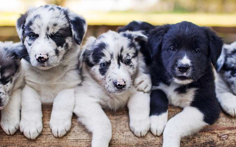 Group of Border Collie puppies