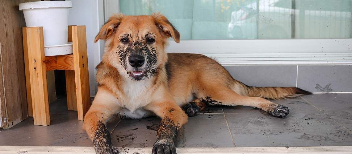 A young dog sit with dirty paws in front of a terrace and waits to enter the house.