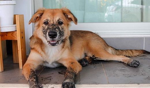 A young dog sit with dirty paws in front of a terrace and waits to enter the house.