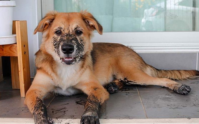 A young dog sit with dirty paws in front of a terrace and waits to enter the house.