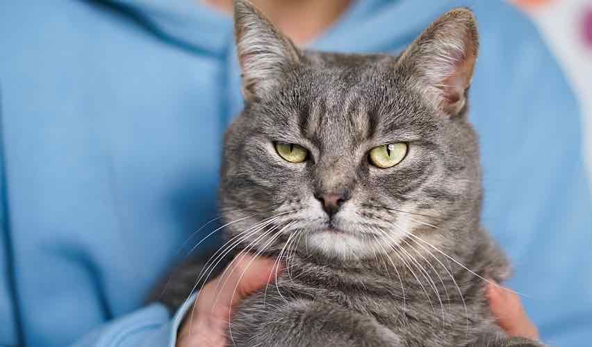 Grumpy looking cat.