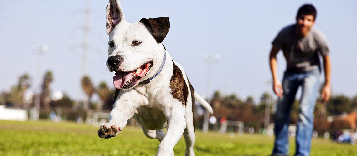 Man throwing the ball for his dog.