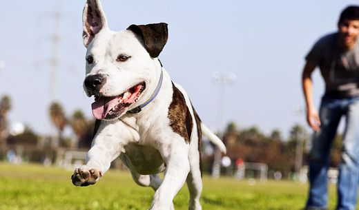 Man throwing the ball for his dog.