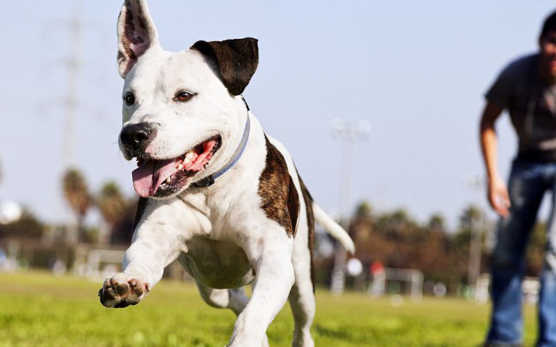 Man throwing the ball for his dog.