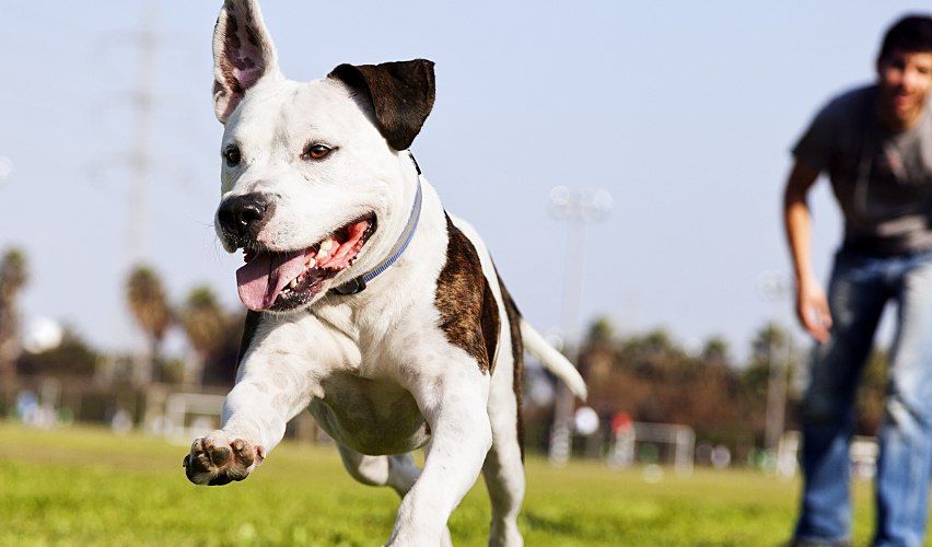 Man throwing the ball for his dog.