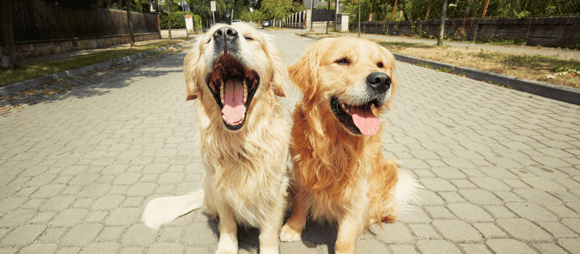 Two Golden Retrievers sitting together.