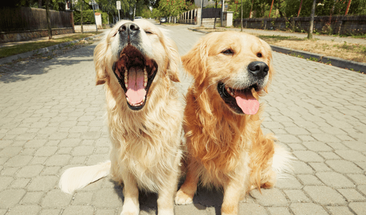 Two Golden Retrievers sitting together.