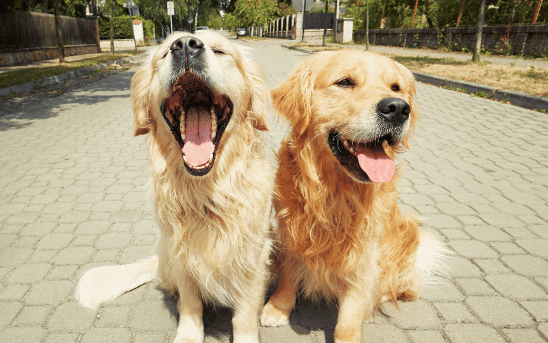 Two Golden Retrievers sitting together.