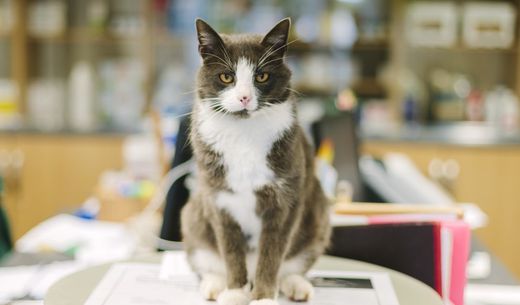 Angry cat sitting on a desk in the middle of an office.