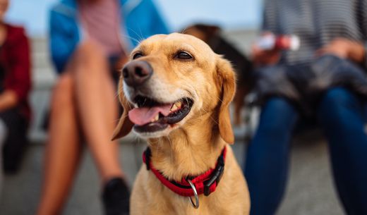 Golden retriever sitting in front of a group of people.