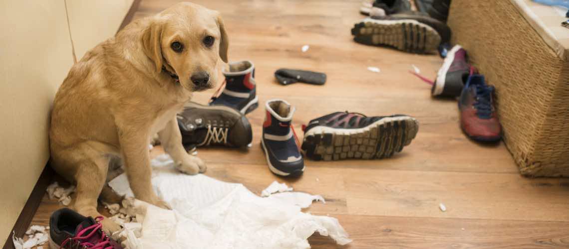 Yellow Labrador puppy sitting on kitchen floor after destroying books, shoes, and paper.