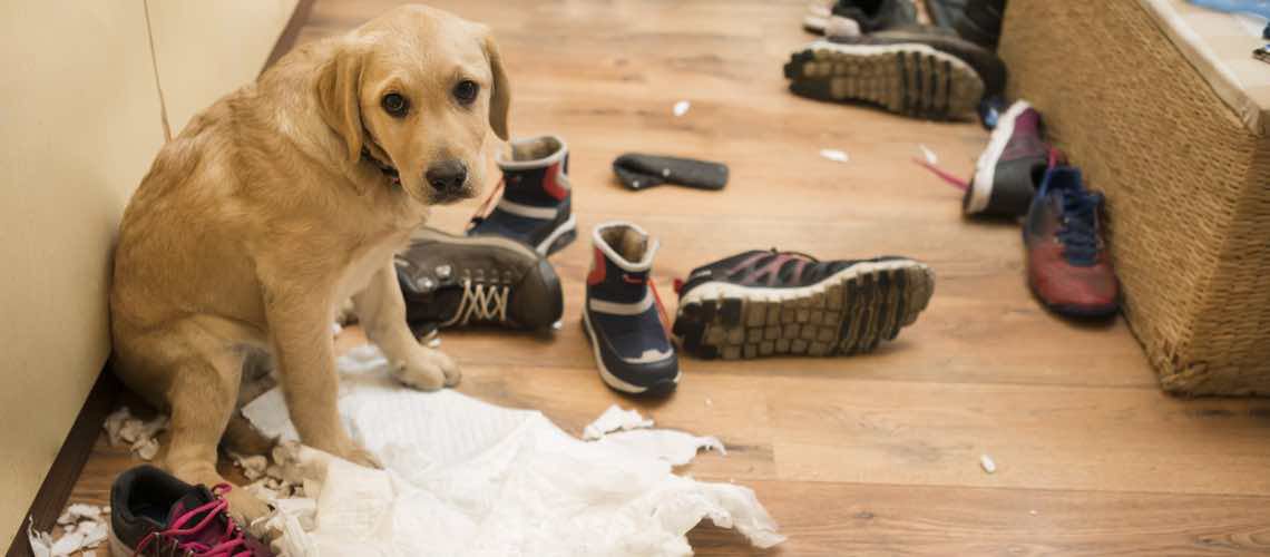Yellow Labrador puppy sitting on kitchen floor after destroying books, shoes, and paper.