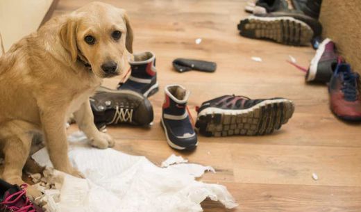 Yellow Labrador puppy sitting on kitchen floor after destroying books, shoes, and paper.