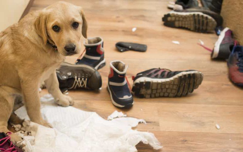 Yellow Labrador puppy sitting on kitchen floor after destroying books, shoes, and paper.