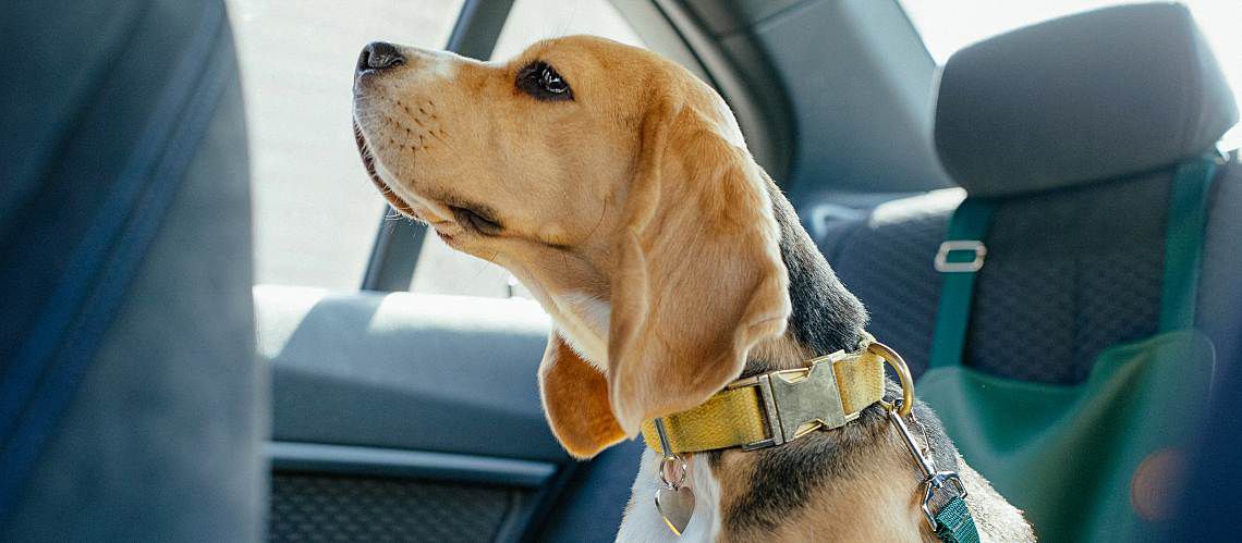 Beagle sitting in the car waiting for an appointment.