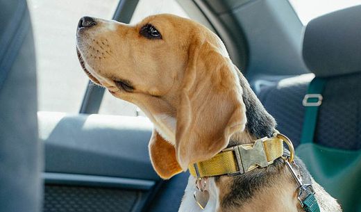 Beagle sitting in the car waiting for an appointment.