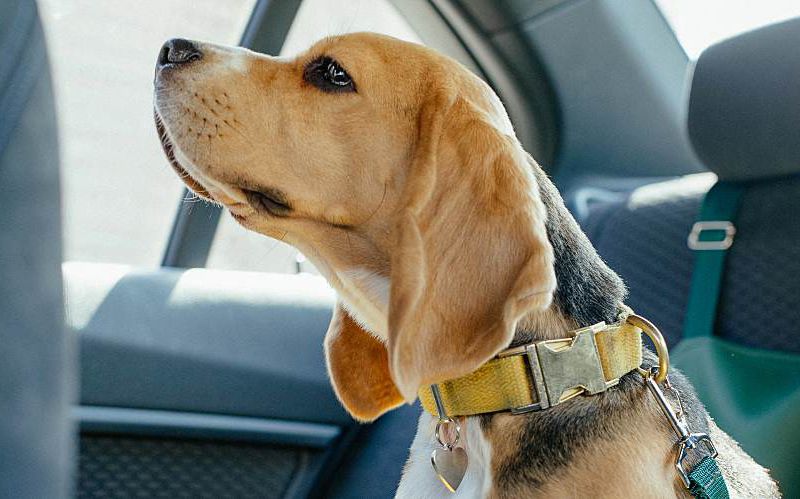 Beagle sitting in the car waiting for an appointment.