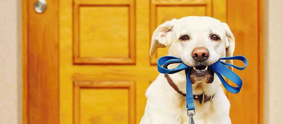 Dog with leash in his mouth waiting to take a walk.