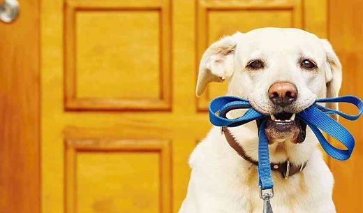 Dog with leash in his mouth waiting to take a walk.