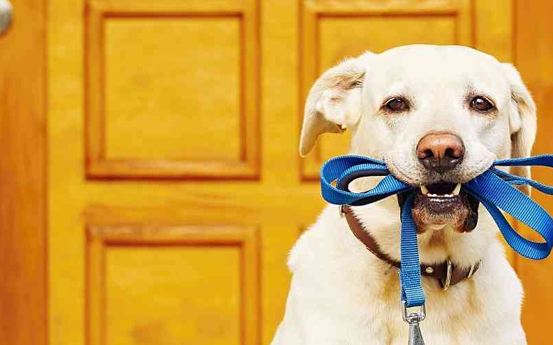 Dog with leash in his mouth waiting to take a walk.