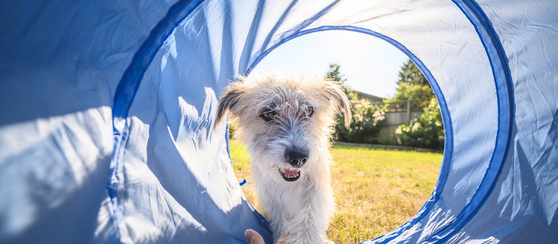 Cute dog playing in tunnel.